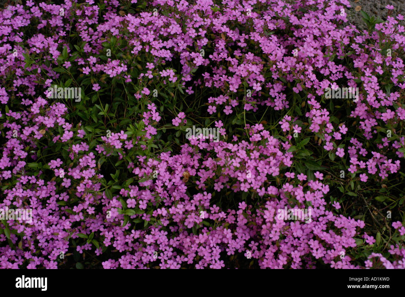 Carpet of small violet flowers Rock soapwort Caryophyllaceae Saponaria ocymoides Europe Stock Photo