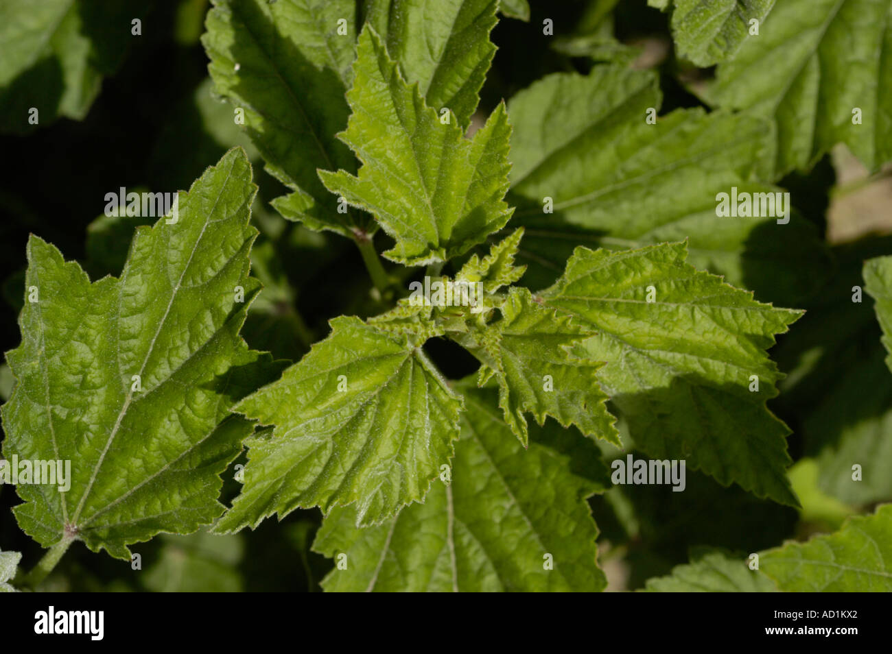 Medicinal plant marshmallow Malvaceae Althaea officinalis Europe Middle