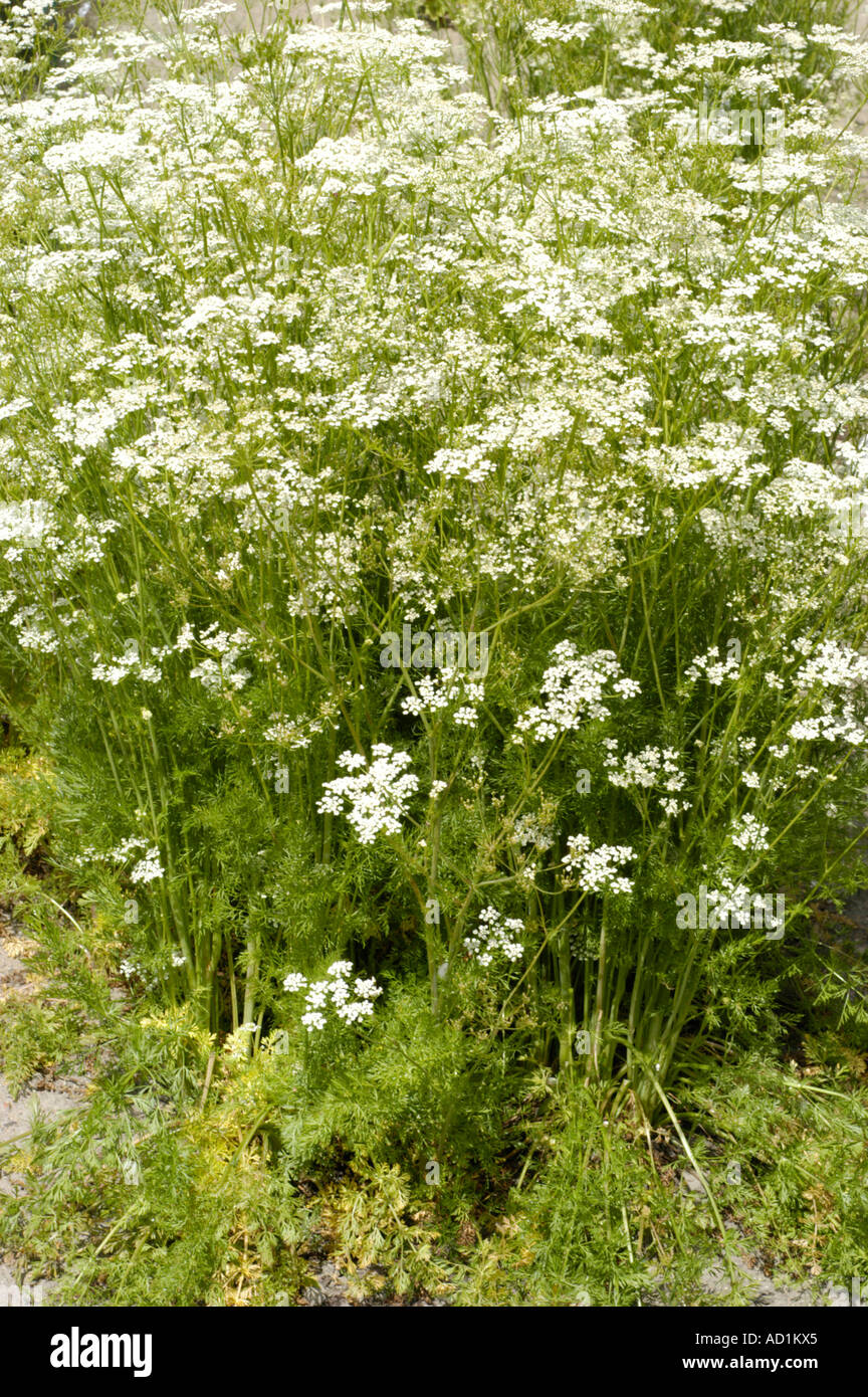 Caraway or Wild cumin Apiaceae Carum carvi Stock Photo