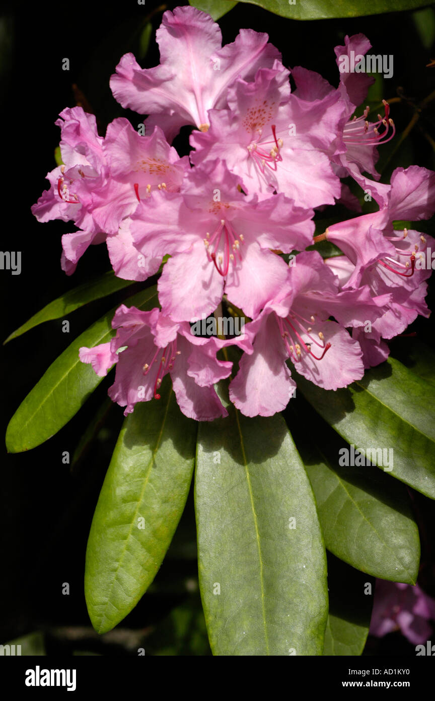 Pink flowers of azalea Ericaceae Rhododendron smirnowii Caucasian range N E Turkey and Georgia Stock Photo