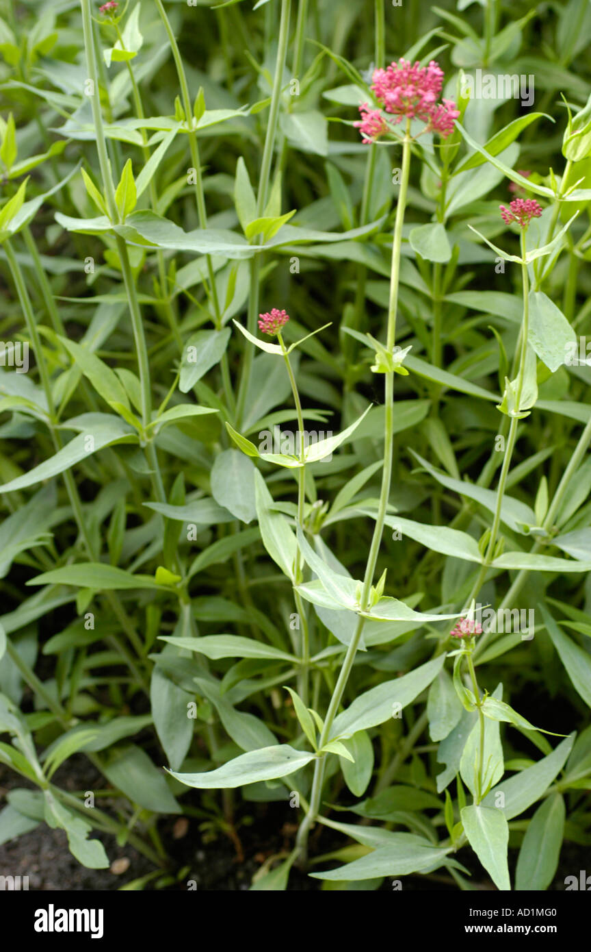 Flowers of Red valerian Valerianaceae Centranthus ruber or Centranthus rube Europe Stock Photo