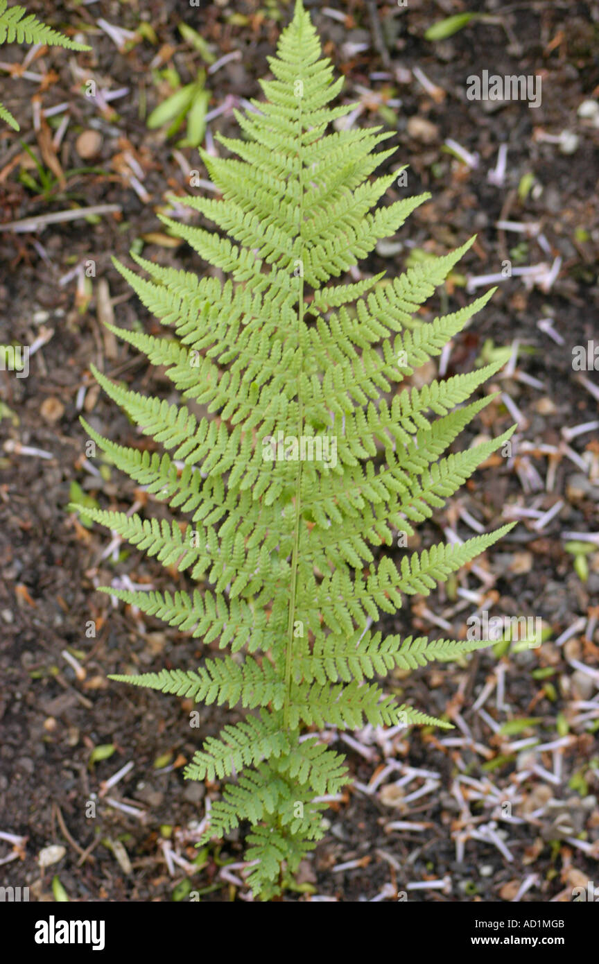 Lady fern Polypodiaceae Athyrium filix femina Europe Asia America Stock Photo