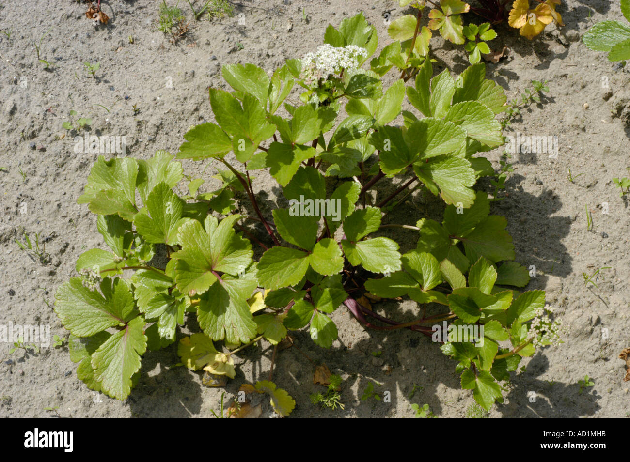 Scotch Lovage Apiaceae Ligusticum scoticum Europe North America Stock Photo