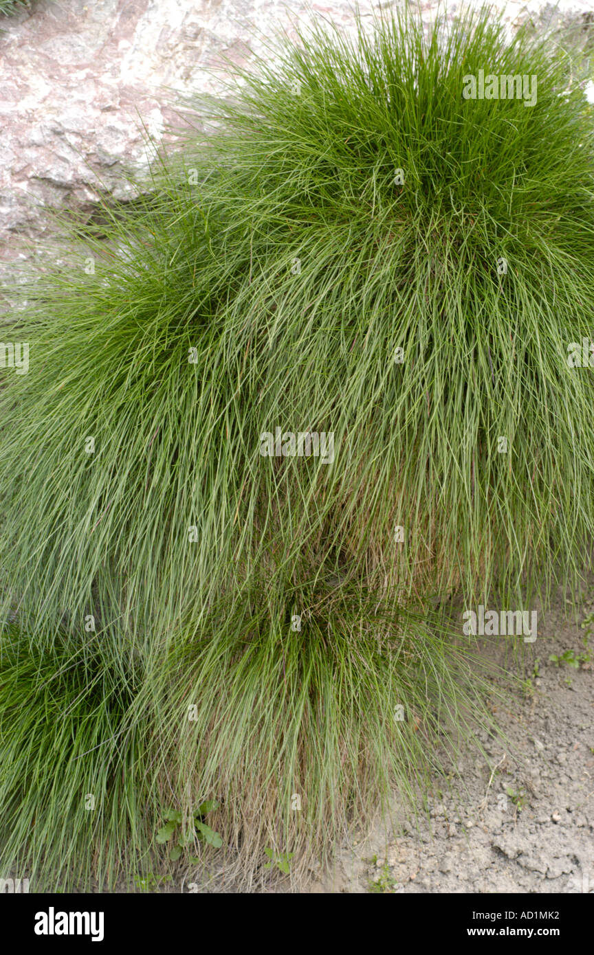Mountain grass Poaceae Festuca Stock Photo