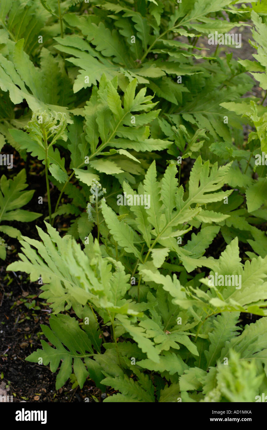 Green leaves of Polypodiaceae Onoclea sensibilis America Asia Europe Stock Photo