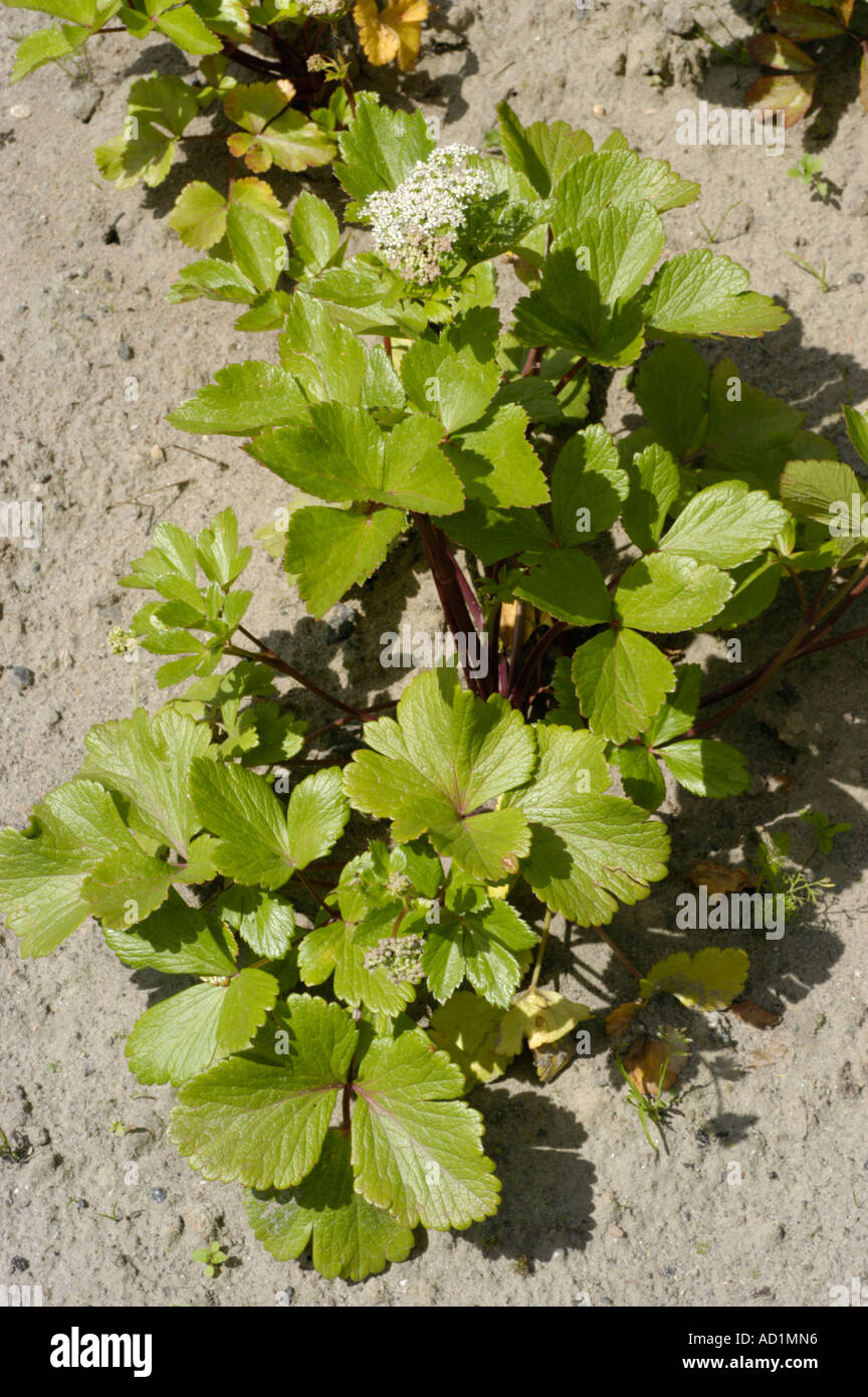 Scotch Lovage Apiaceae Ligusticum scoticum Europe North America Stock Photo
