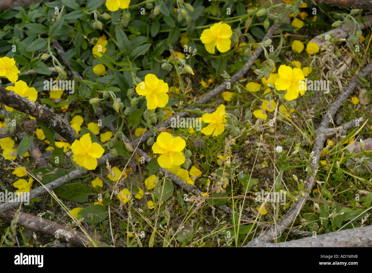 Common Rock Rose Cistaceae Helianthemum nummularium grandiflorum Stock Photo