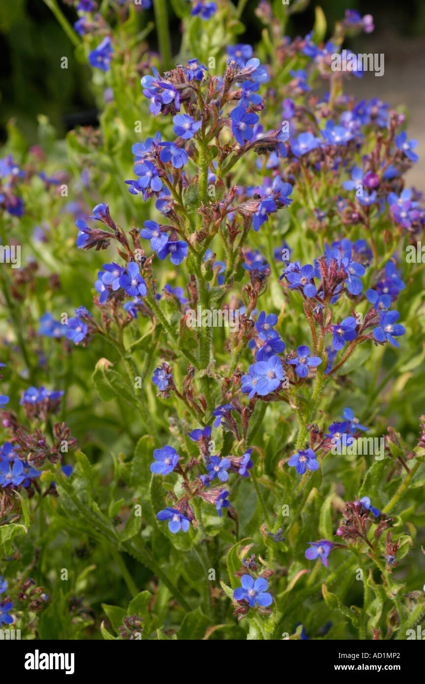 Blue flowers of Italian Bugloss Boraginaceae Anchusa azurea Europe Stock Photo