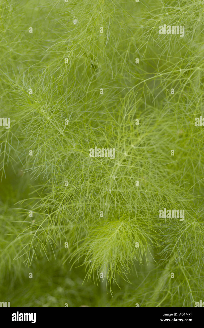 sweet fennel Umbelliferae 0 Foeniculum vulgare var dulce Stock Photo