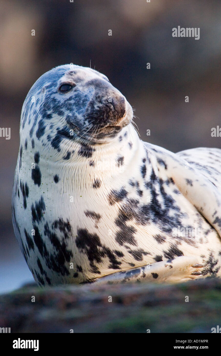 Female grey seal at haul out site Scotland Stock Photo Alamy