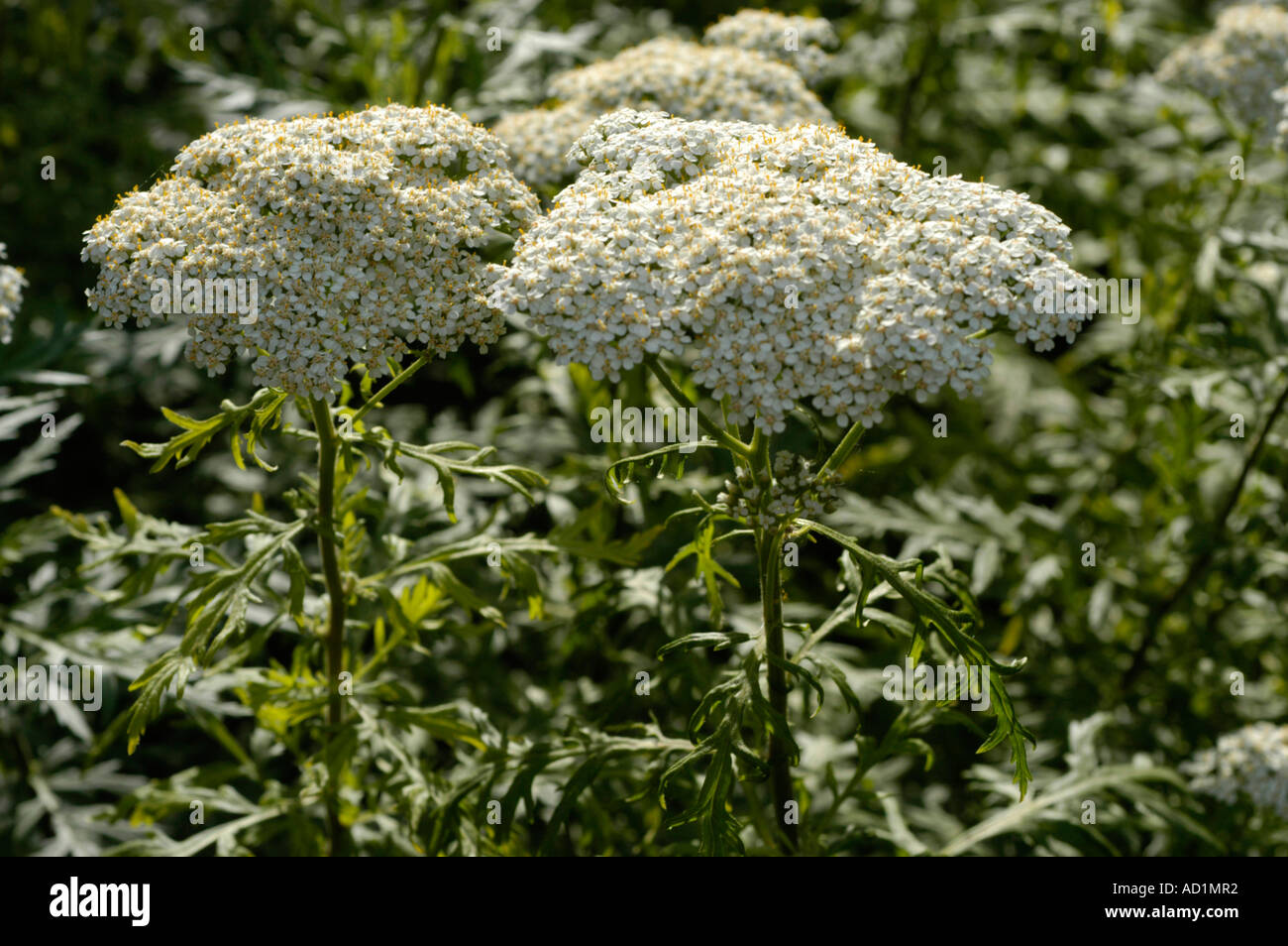 White flowers Compositae Achillea x obscura Nees or A macrophylla or A moschata Europe Stock Photo