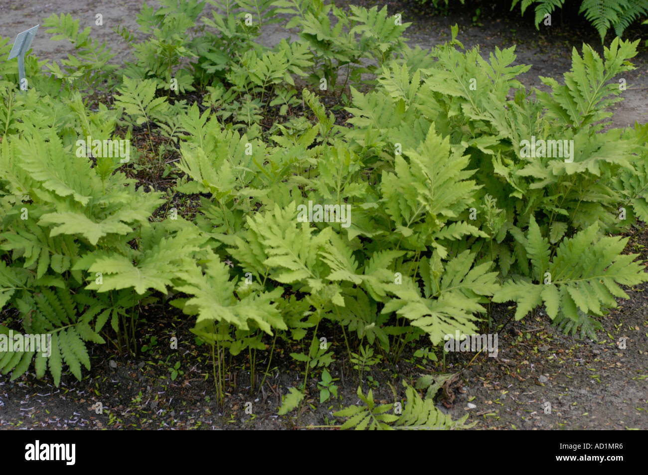 Green leaves of Polypodiaceae Onoclea sensibilis America Asia Europe Stock Photo