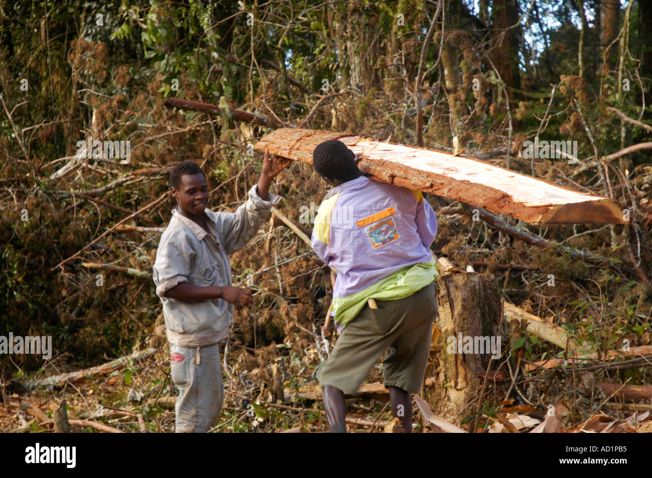 African logging operation hi-res stock photography and images - Alamy