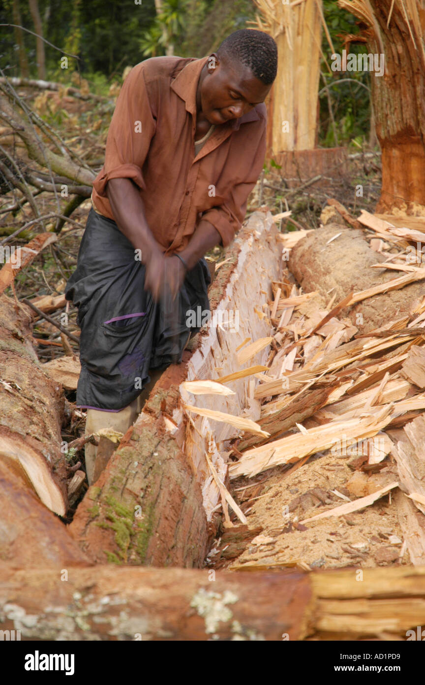 African logging operation hi-res stock photography and images - Alamy