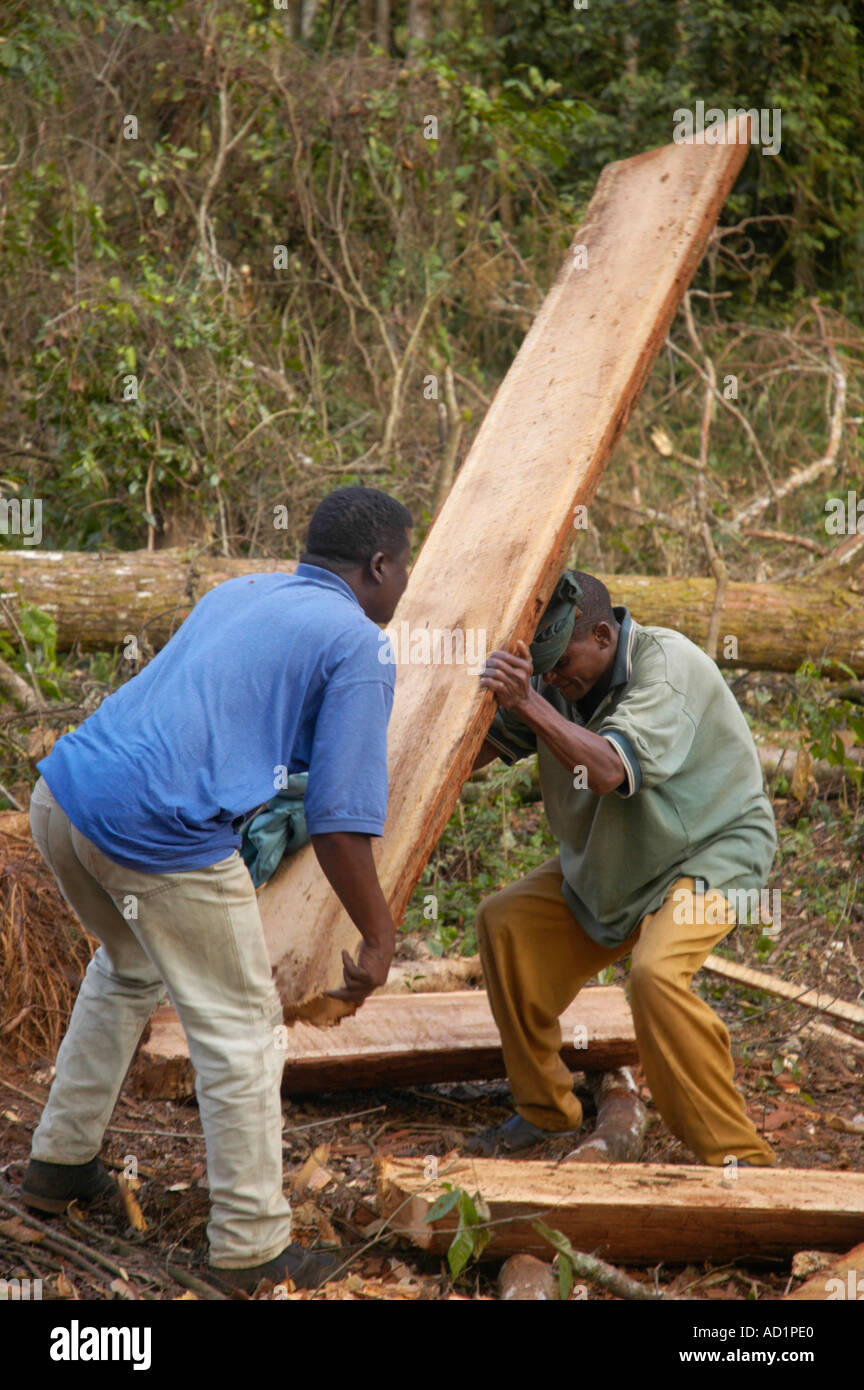 African logging operation hi-res stock photography and images - Alamy