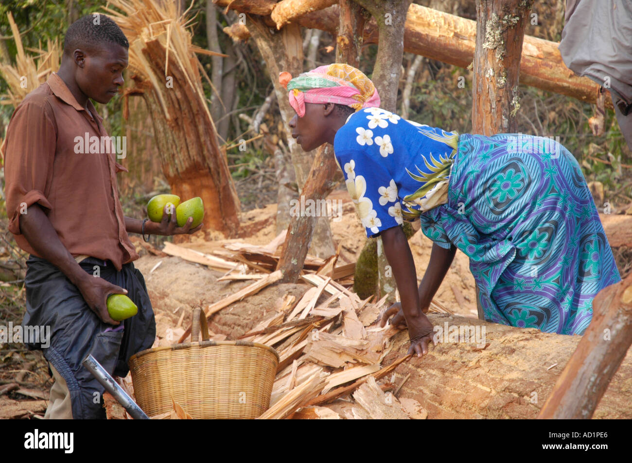 African logging operation hi-res stock photography and images - Alamy