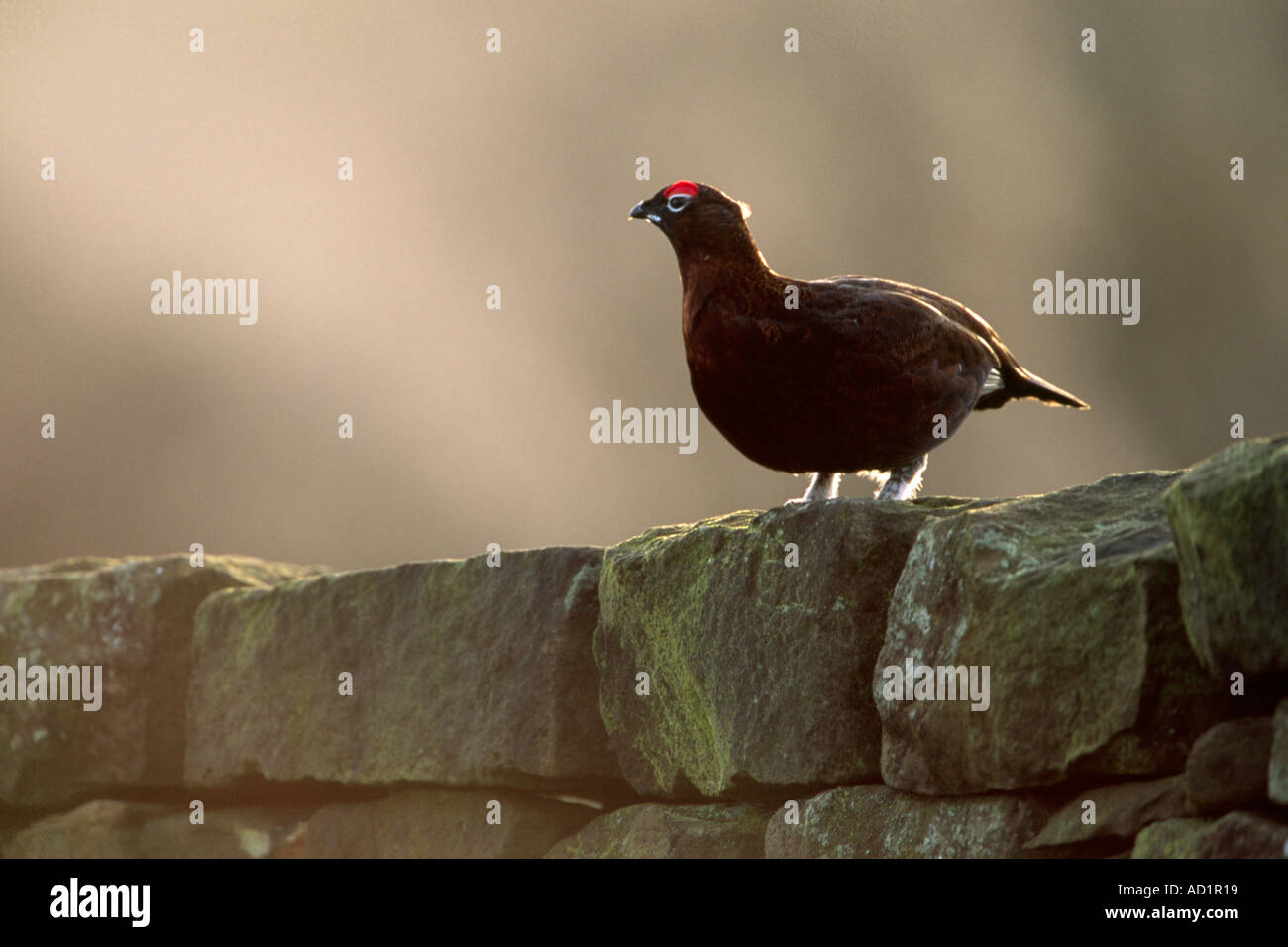 Red Grouse male (Lagopus lagopus scoticus) on stone wall Stock Photo