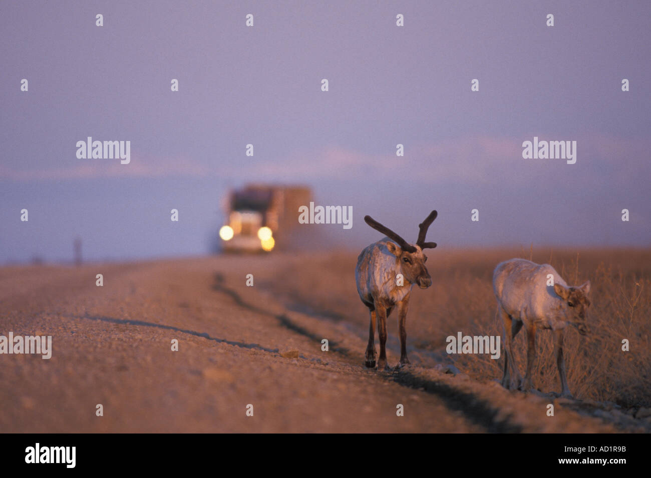 barren ground caribou Rangifer tarandus along the Haul Road in the