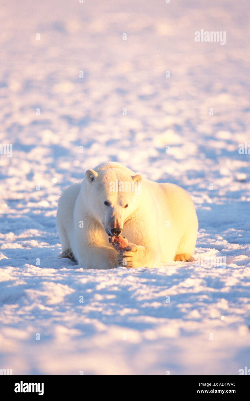 polar bear Ursus maritimus eating seal meat in the 1002 area of the ...