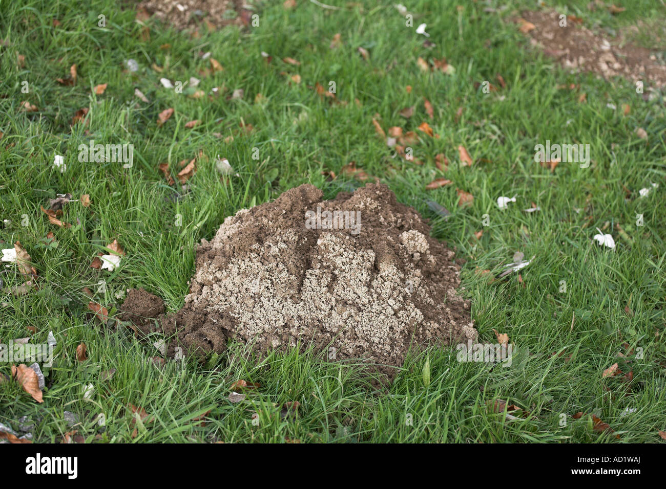 mole hill molehill in area of long grass Stock Photo