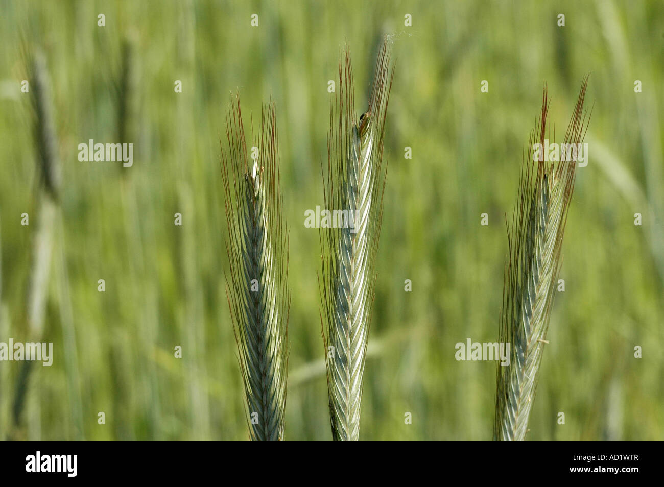 Rye field in Poland Stock Photo