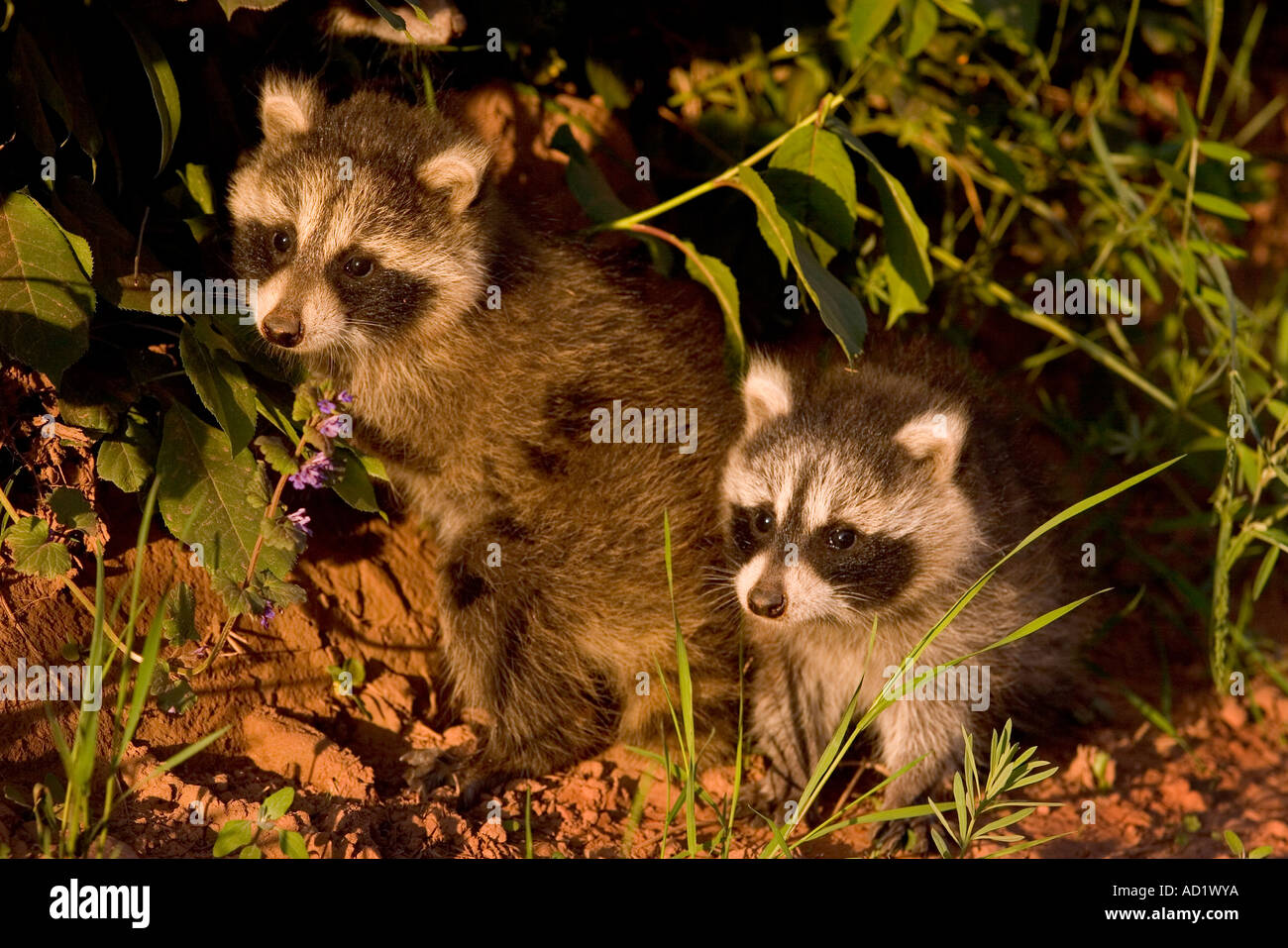 young raccoons, Prince Edward Island, Canada Stock Photo - Alamy