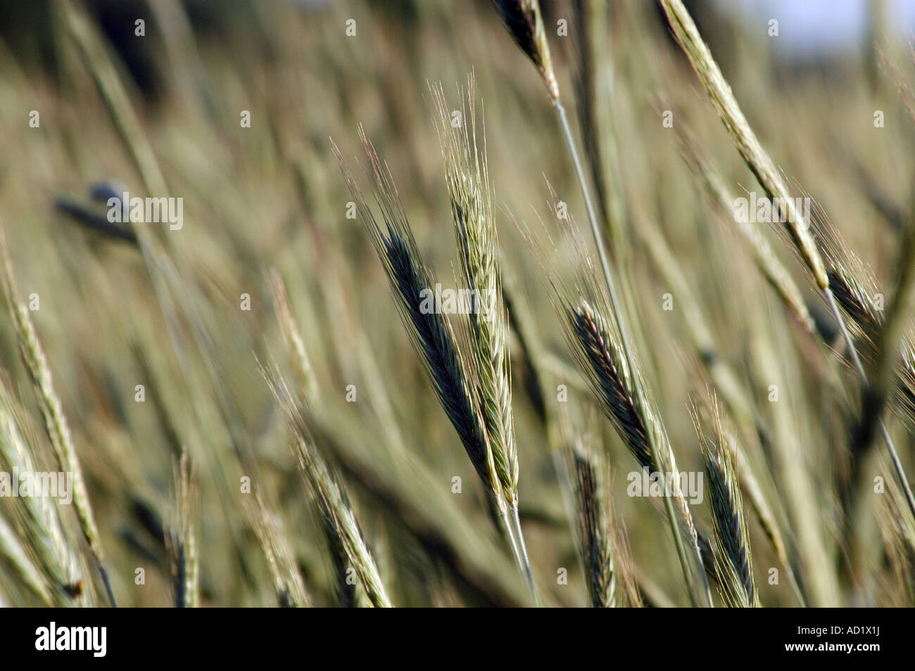 Rye field in Poland Stock Photo - Alamy
