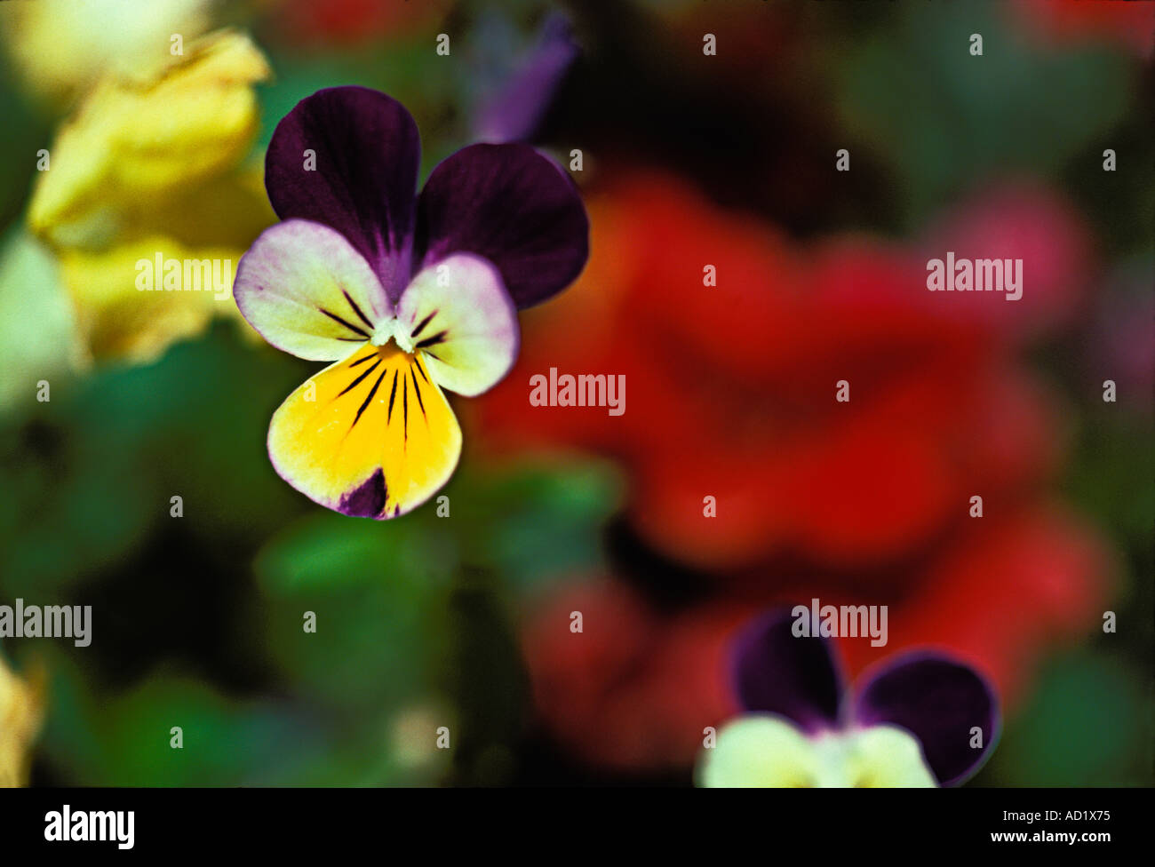 The thing to know about pansys is that they are violets. They belong to the Violet Family, and are members  of the genus Viola Stock Photo