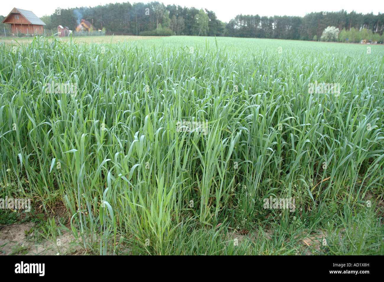 Field of young rye in Poland Stock Photo - Alamy