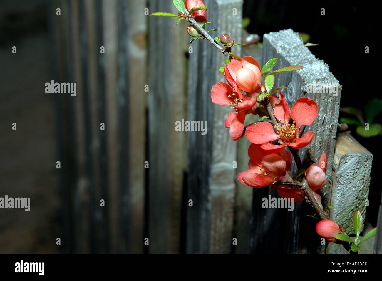 Old wooden fence Stock Photo - Alamy