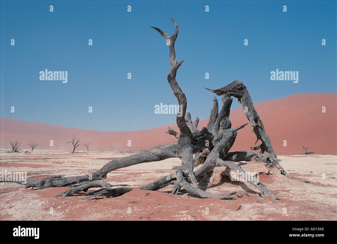 Dead trees in the Dead Vlei near Sossusvlei Namib Naukluft National Park Namibia south west Africa Stock Photo