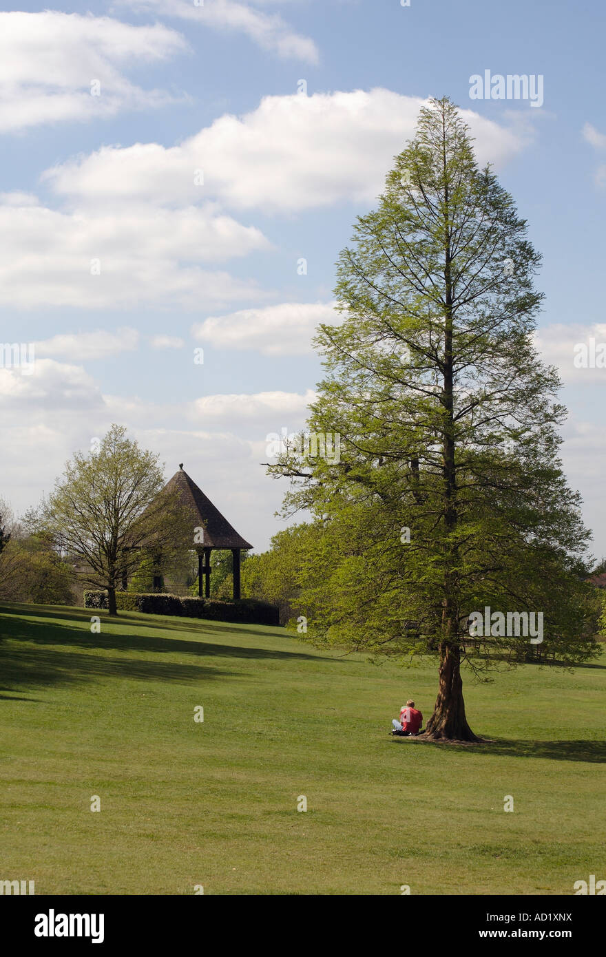 Man sitting under tree reading hi-res stock photography and images - Alamy