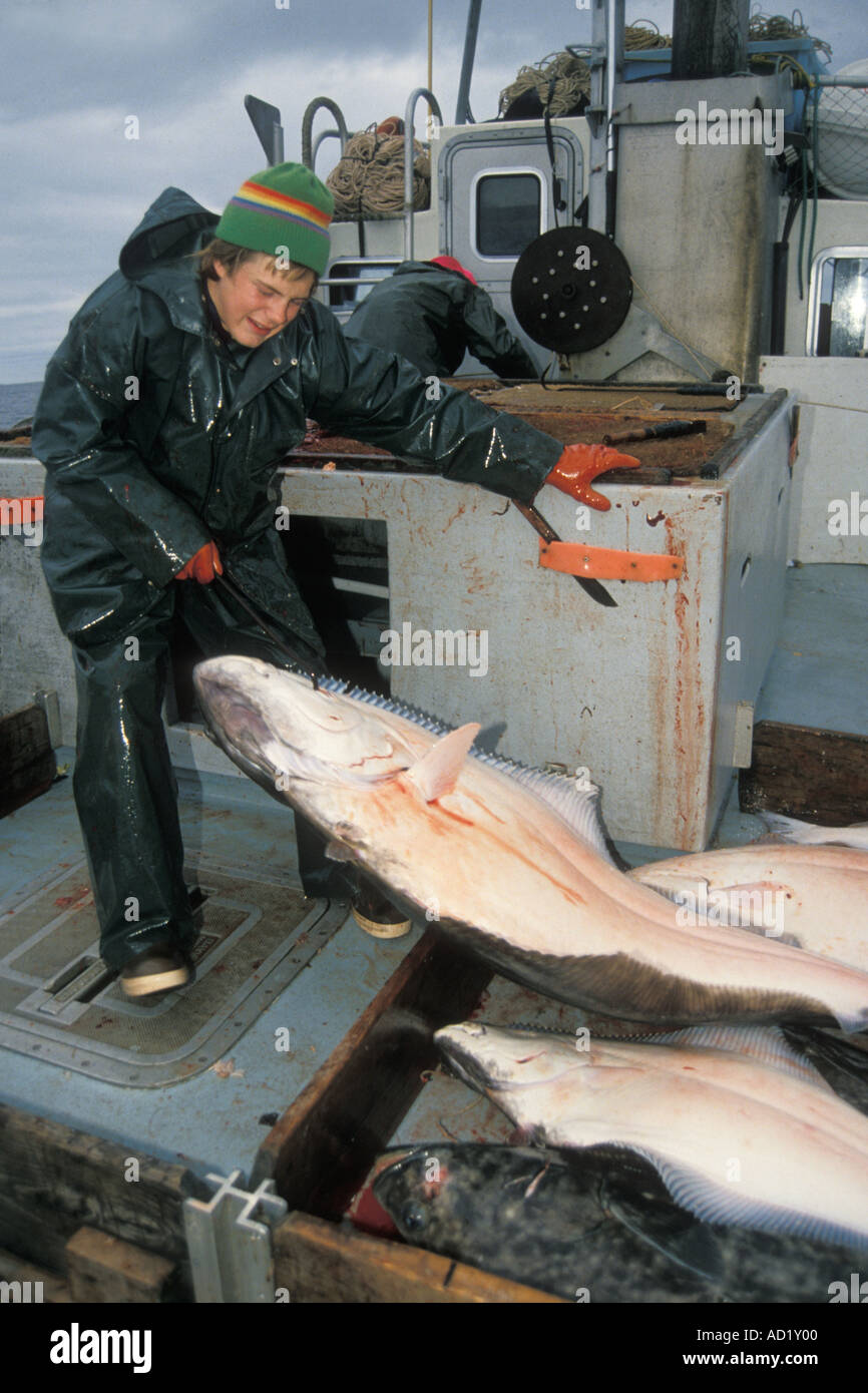 Kelly Stier long line fishing in the Gulf of Alaska galfs a Pacific halibut Hippoglossus sternolepis Stock Photo