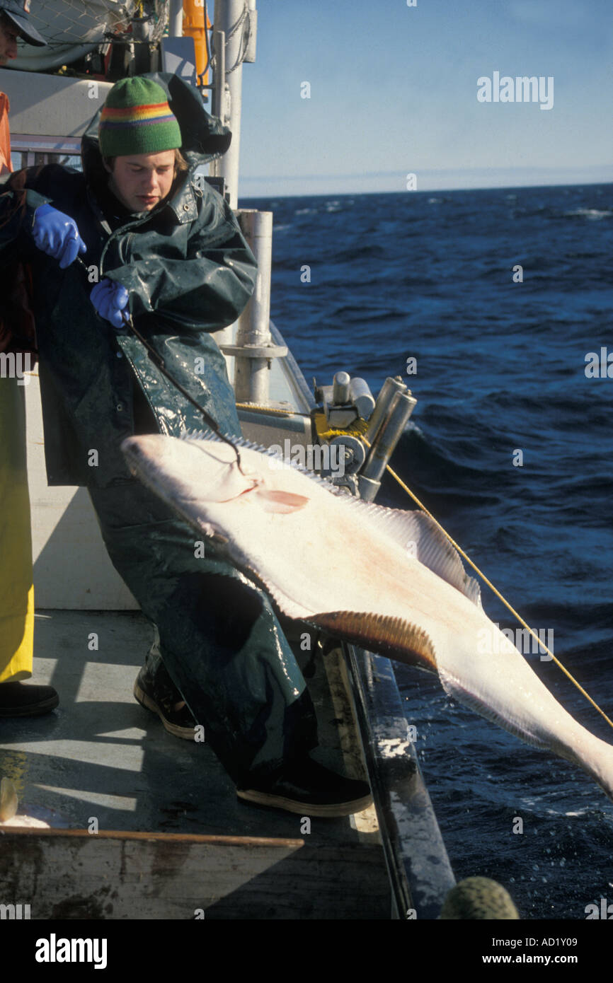 Kelly Stier long line fishing in the Gulf of Alaska as he galfs a pacific halibut Hippoglossus stenollepis Stock Photo