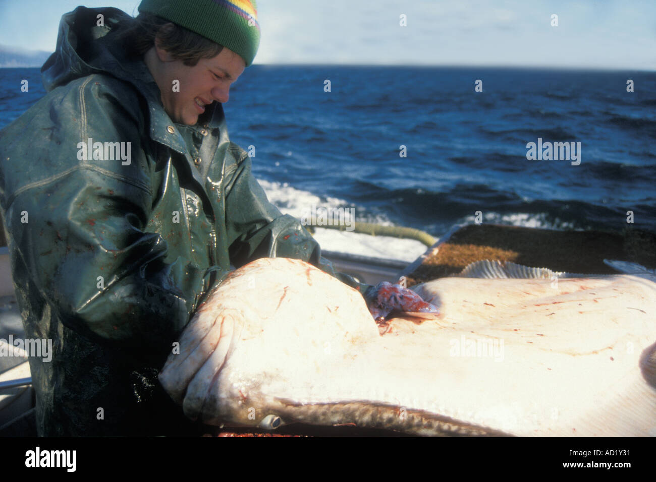 Kelly Stier cleans a Pacific halibut Hippoglossus stenolepis long line fishing in the Gulf of Alaska Stock Photo