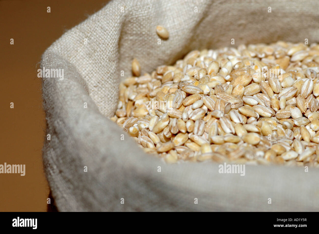 Hulled barley grain Stock Photo Alamy