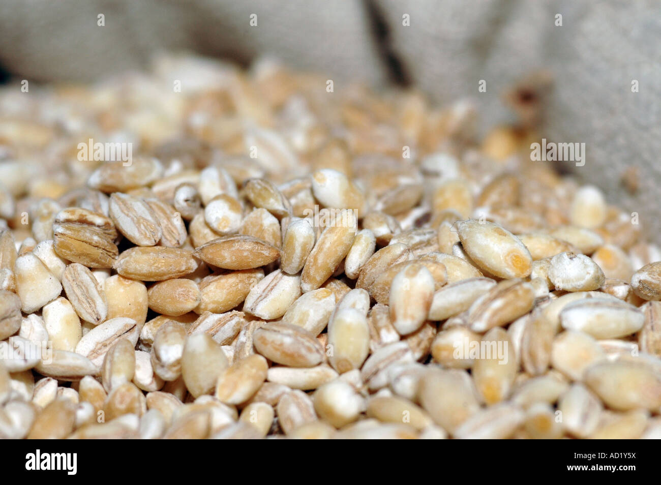 Hulled barley grain Stock Photo - Alamy
