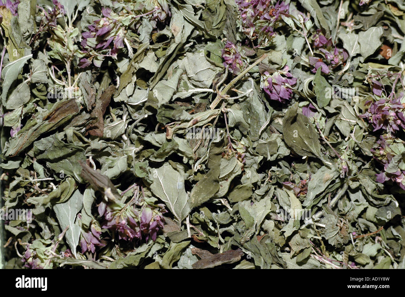 Pot Marjoram Origanum vulgare also called Oregano Stock Photo Alamy