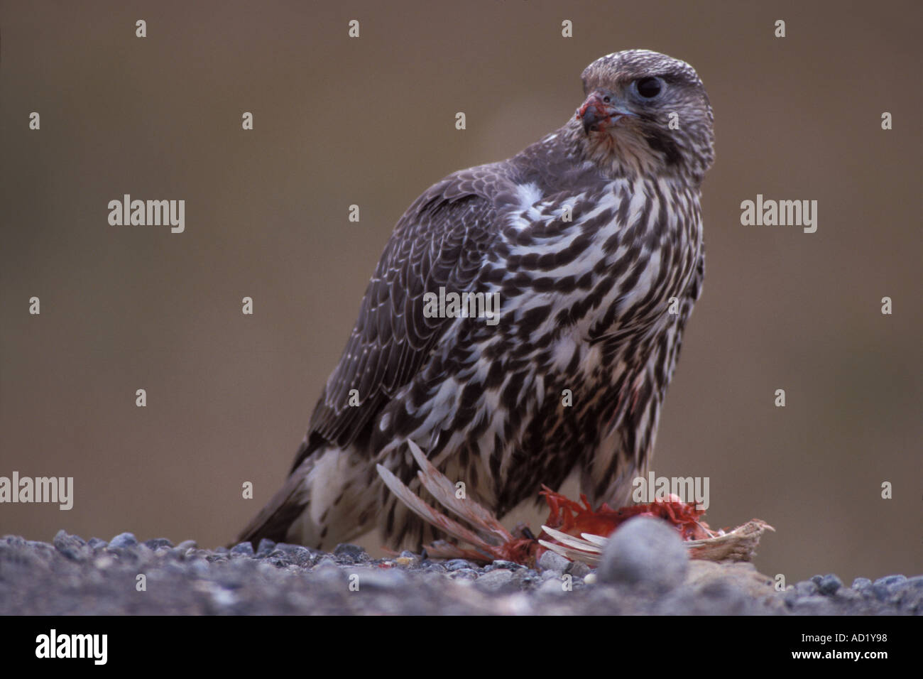 rough legged hawk Buteo lagopus eating a bird in the 1002 coastal plain ...