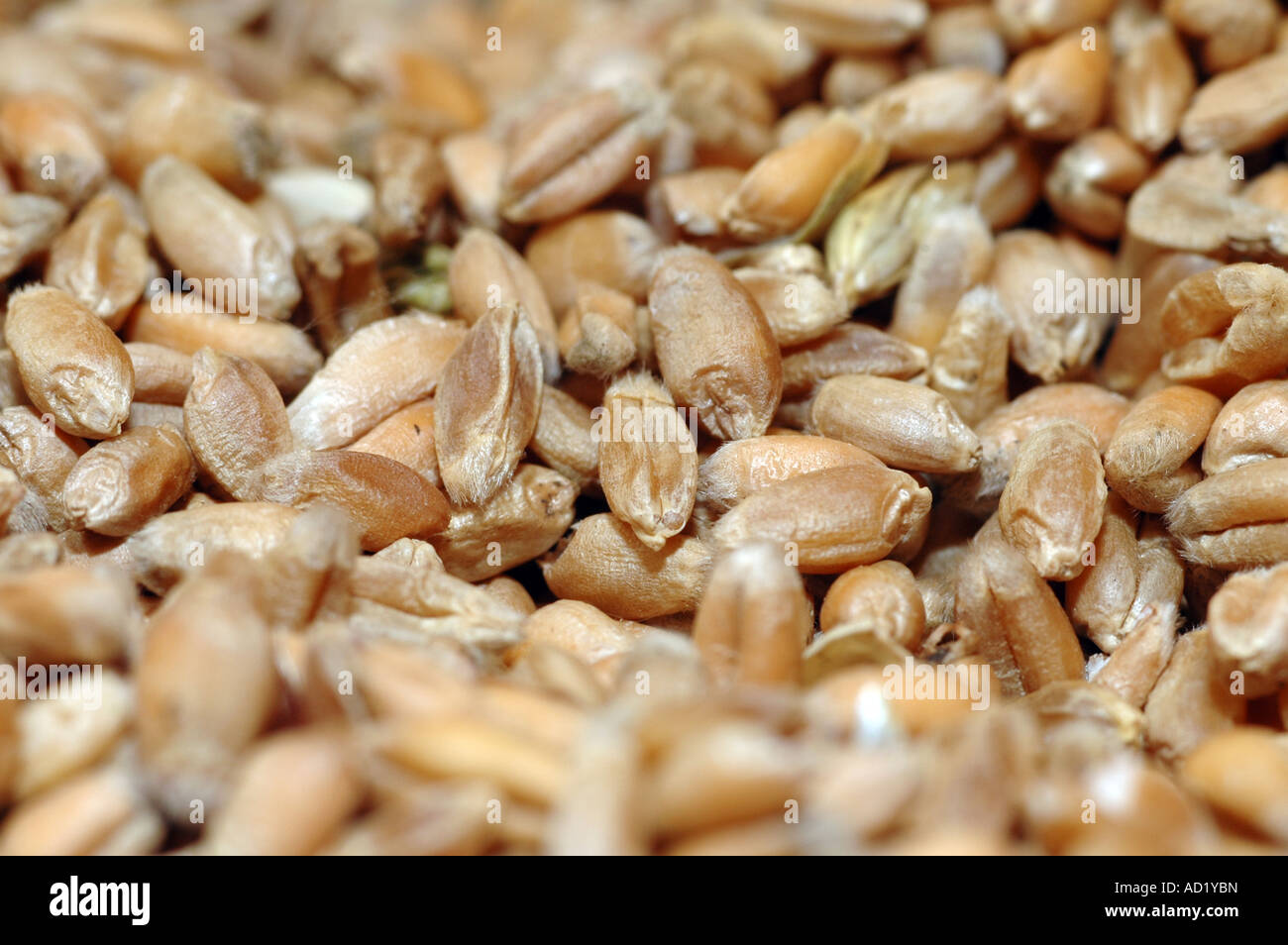 wheat seeds Triticum Stock Photo - Alamy