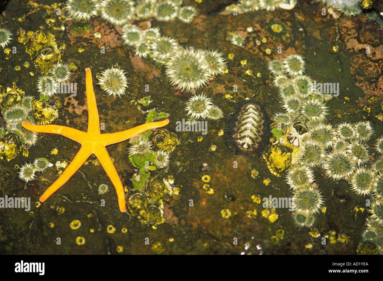 shi shi beach brittle star Echino demata hunting a rough girdled chiton