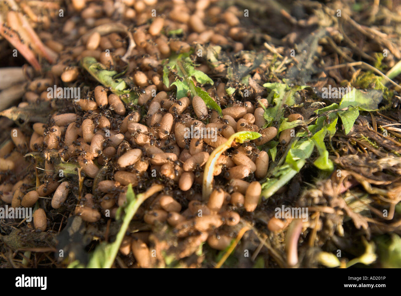 Black ants nest and eggs in a garden compost heap Stock Photo