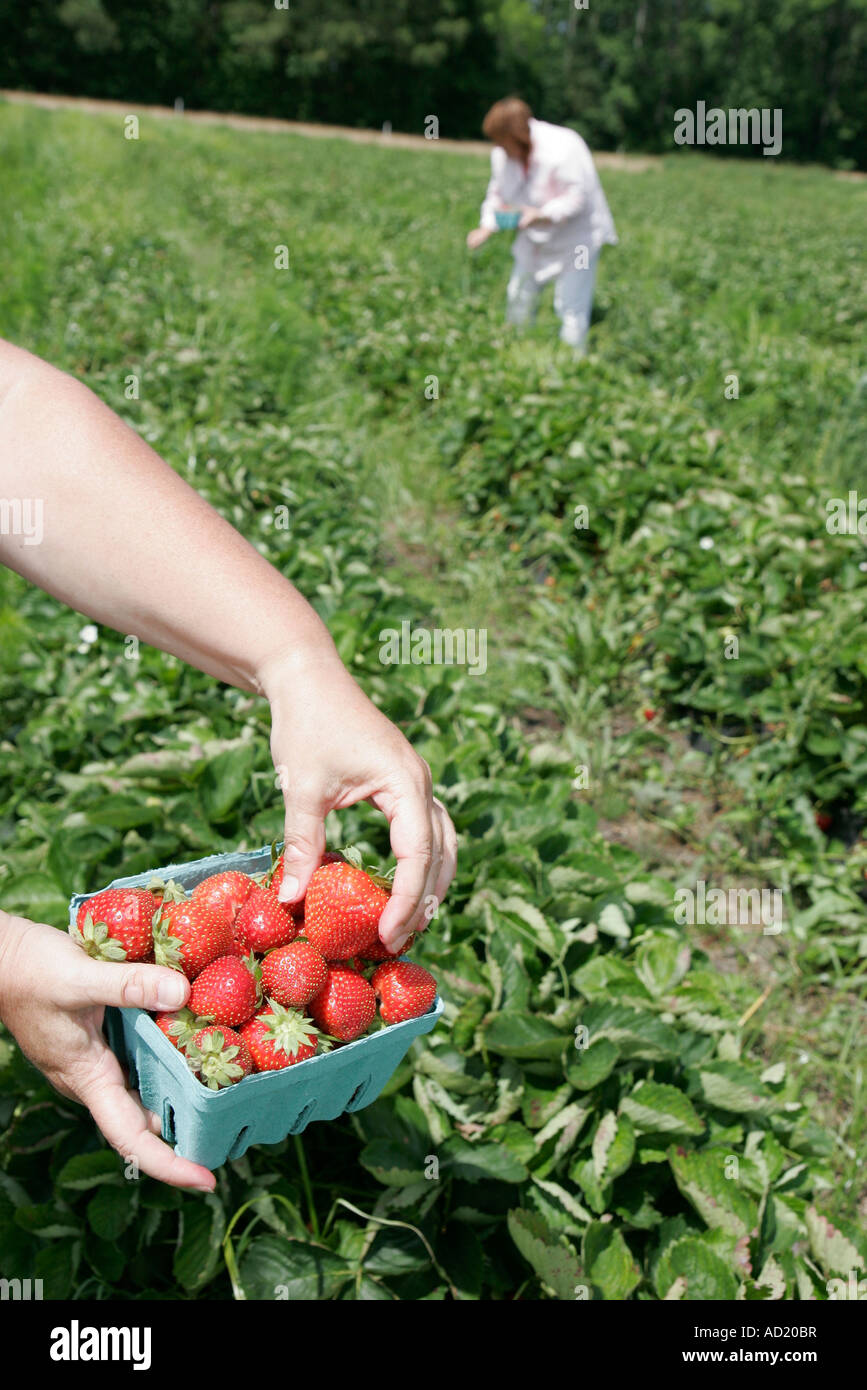 Virginia Beach,Pungo,Henley Farm Market,pick your own strawberries