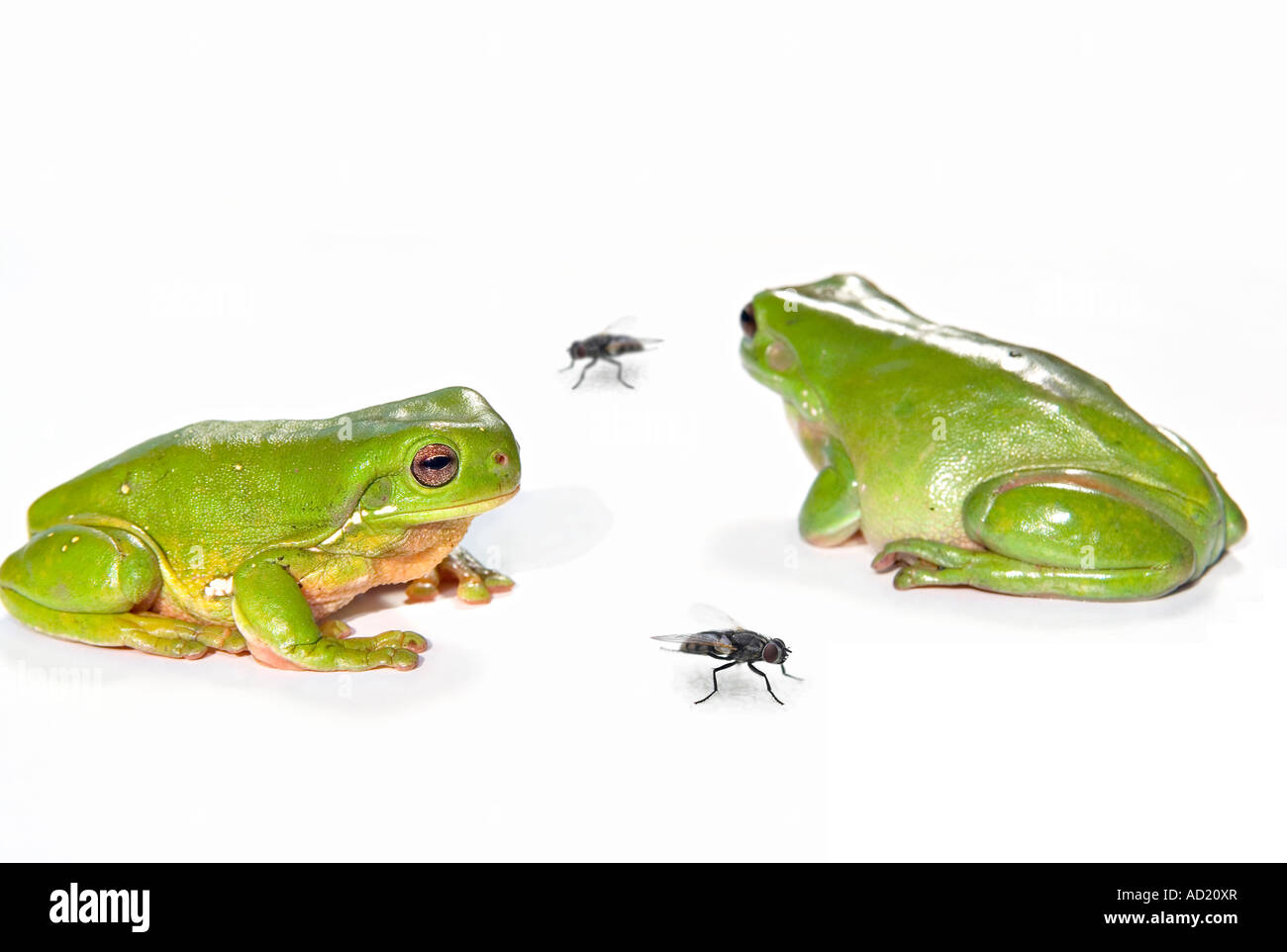 two green frogs litoria caerula isolated on white background look at two flies one is facing towards and one away Stock Photo