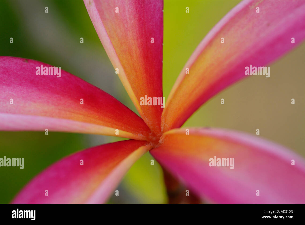 Young flower of the plumeria tree Stock Photo Alamy