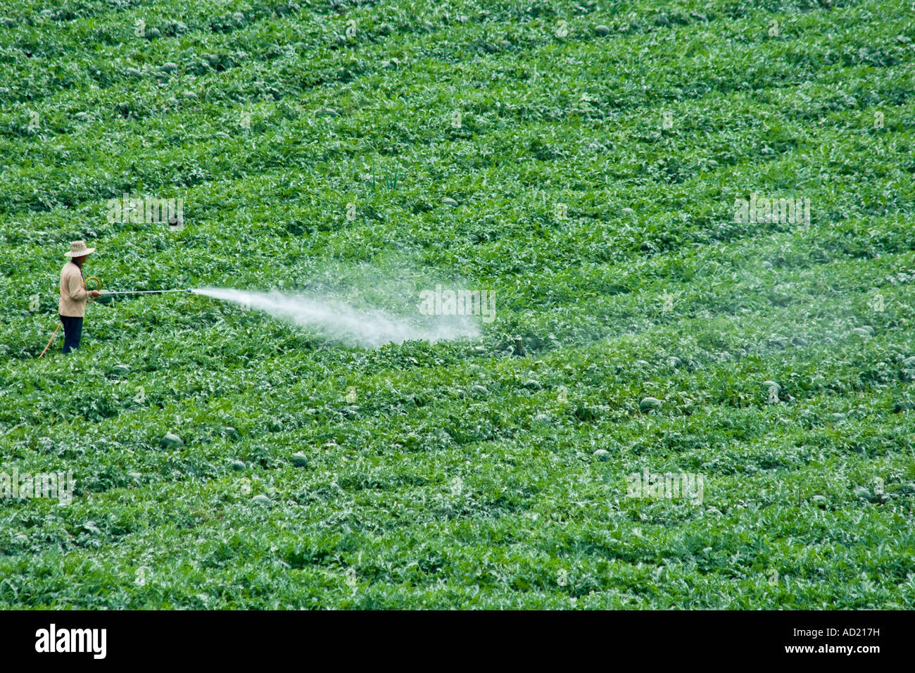 Man applying insecticides hi-res stock photography and images - Alamy
