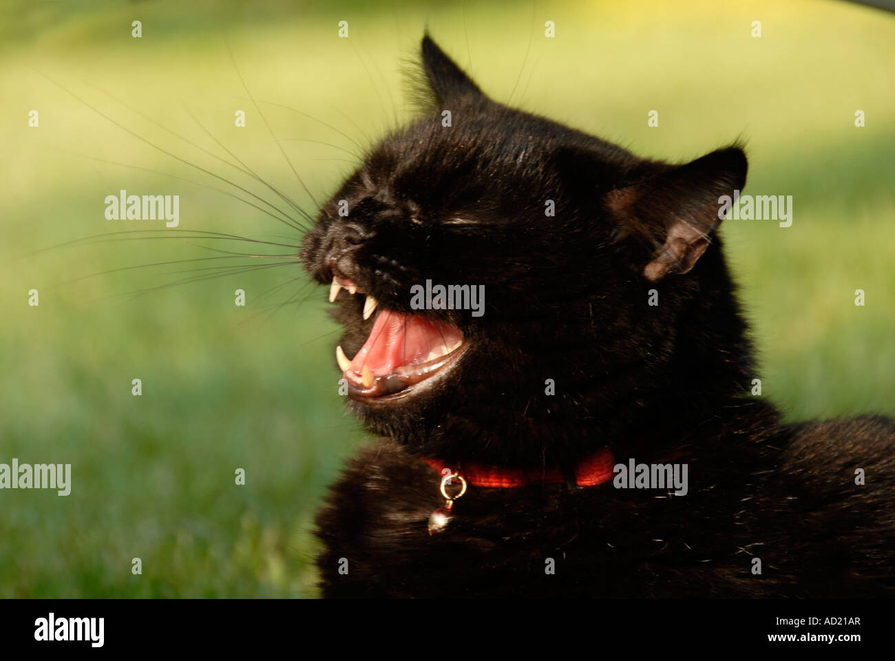 Black cat yawning Stock Photo Alamy