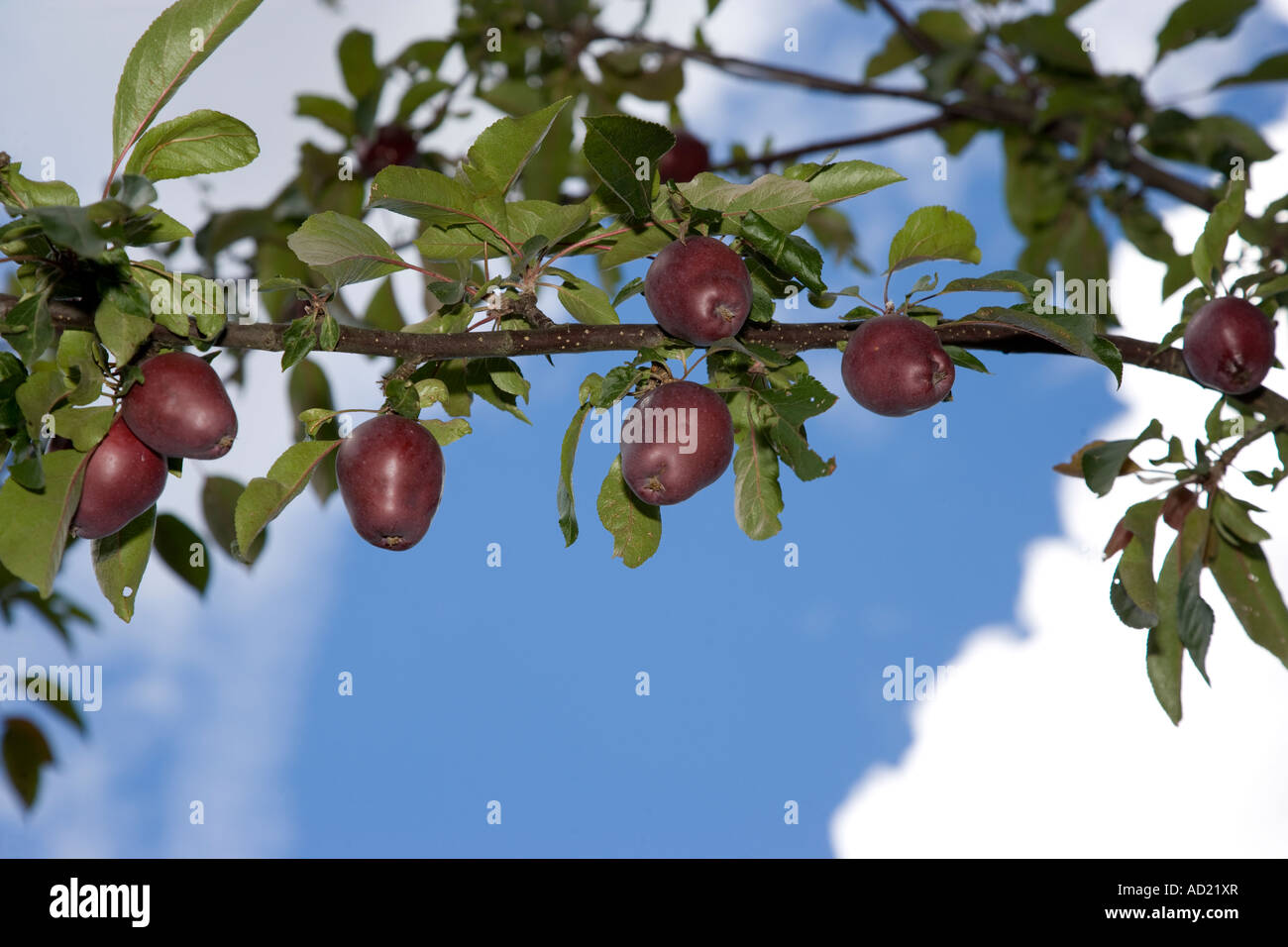 Kazakhstan apple hires stock photography and images Alamy
