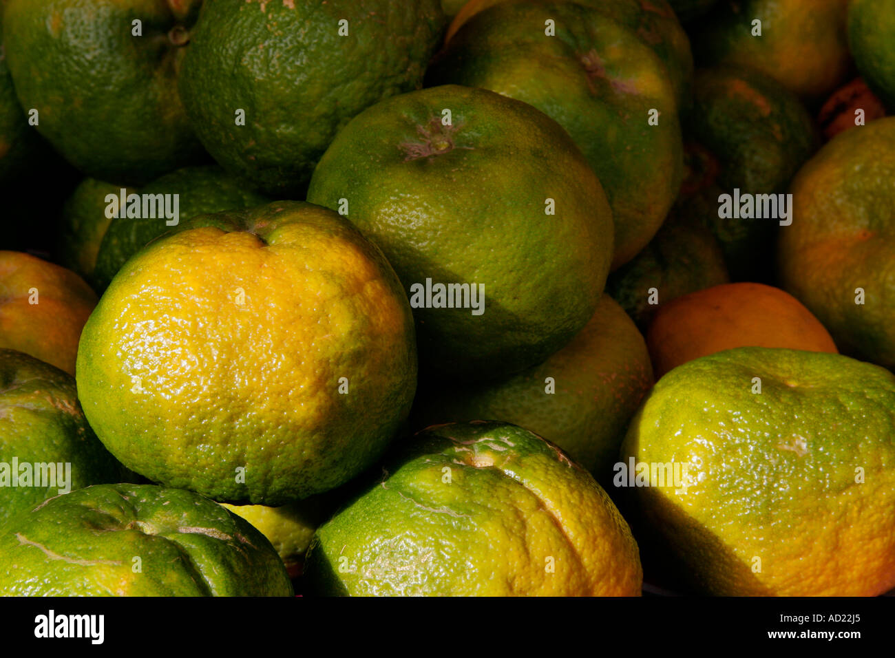 Oranges are the fruit from the City of Nagpur in Maharashtra India Stock Photo