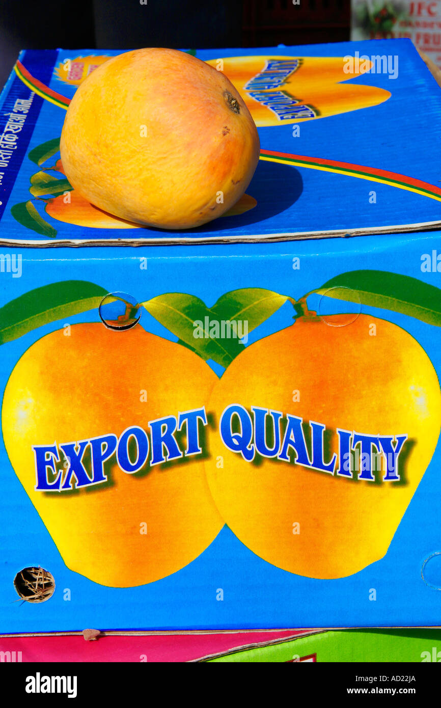 Fruit Alphonso Mango A sample of export quality alphonso mango A summer